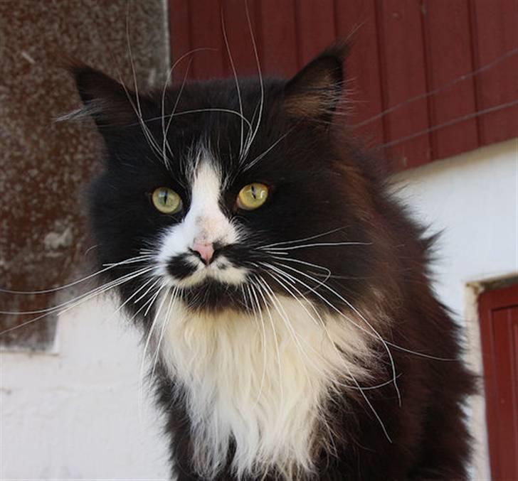 Maine Coon Samicoon´s Tashy Tiger - Tashy April 2009 billede 2