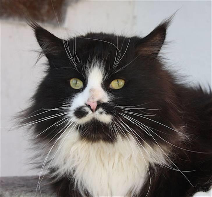 Maine Coon Samicoon´s Tashy Tiger - Tashy April 2009 billede 4