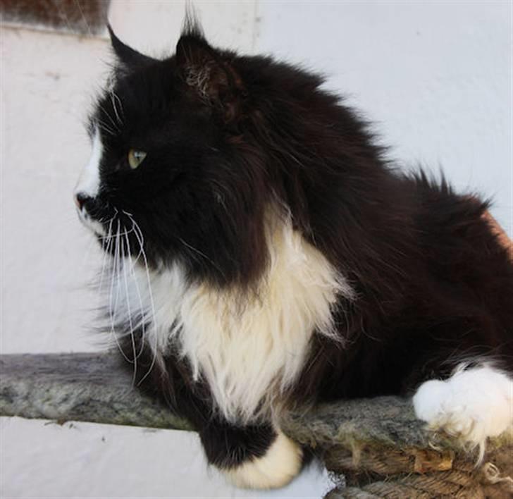 Maine Coon Samicoon´s Tashy Tiger - Tashy April 2009 billede 5