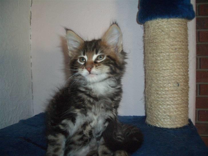 Maine Coon Piilcoon´s Bacardi - Bacardi 9 uger billede 1