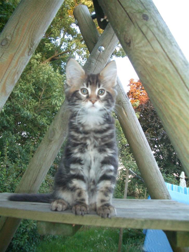 Maine Coon Piilcoon´s Bacardi - Bacardi 10 uger billede 2