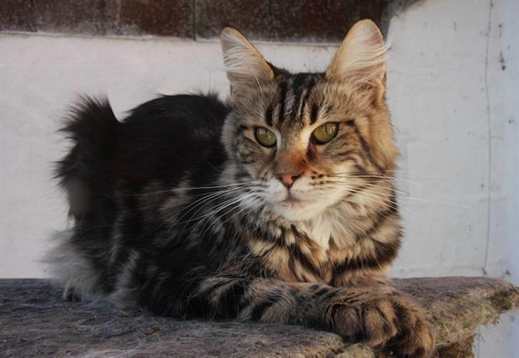 Maine Coon Piilcoon´s Bacardi - Bacardi April 2009 billede 4
