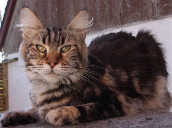 Maine Coon Piilcoon´s Bacardi - Bacardi April 2009 billede 6