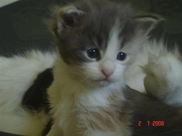 Maine Coon Dk OlliCoon Belle La Luce - Luca 3 uger  billede 1