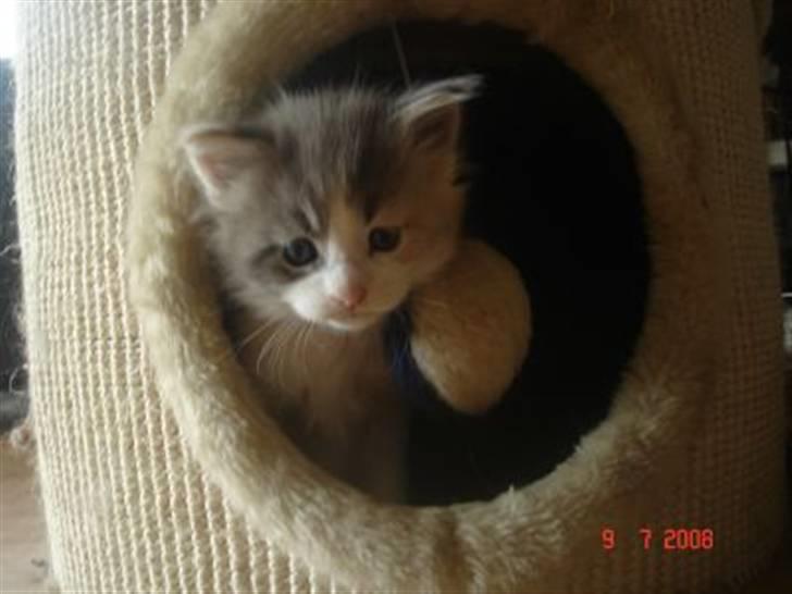 Maine Coon Dk OlliCoon Belle La Luce - Luca 4 uger billede 2