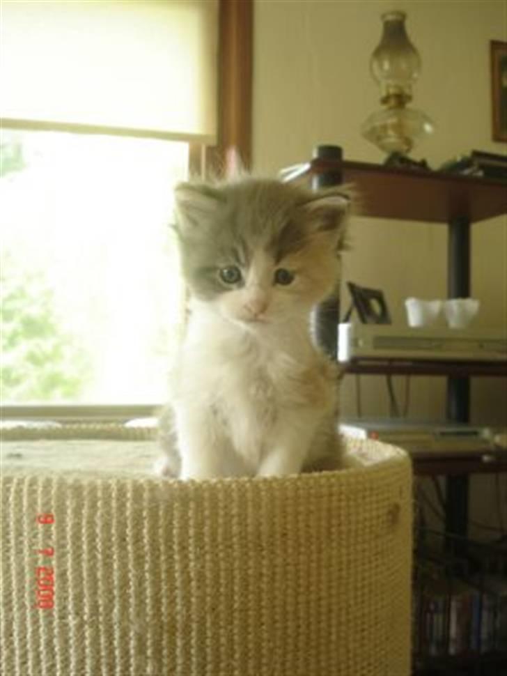 Maine Coon Dk OlliCoon Belle La Luce - Luca 4 uger billede 3