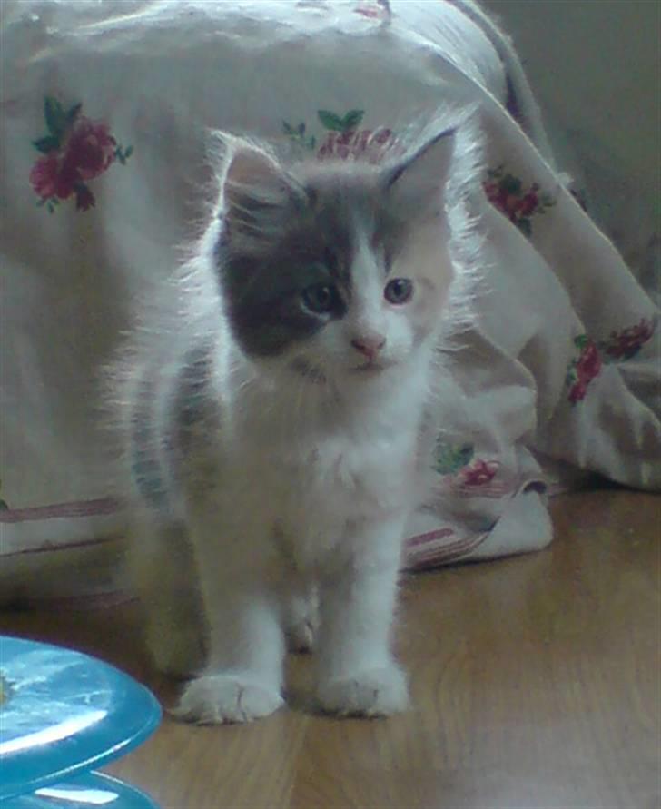 Maine Coon Dk OlliCoon Belle La Luce - luca 8 uger  billede 4