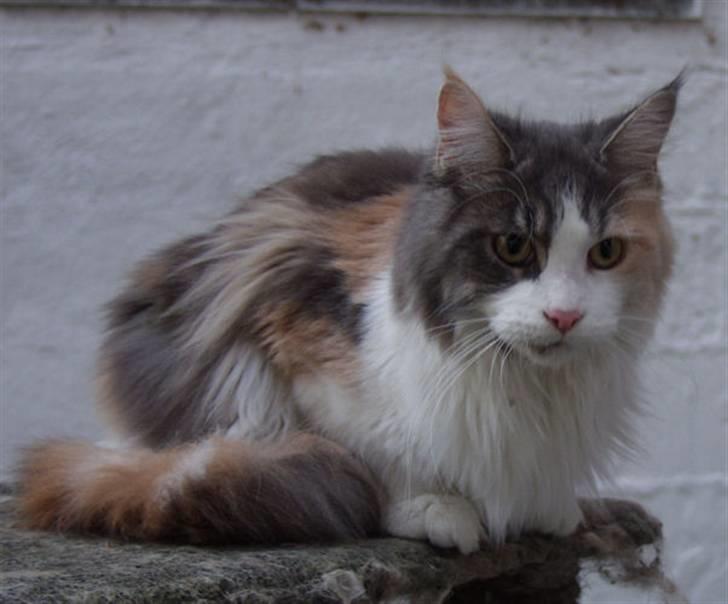 Maine Coon Dk OlliCoon Belle La Luce - Luca April 2009 billede 5