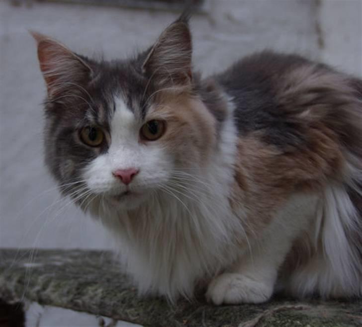 Maine Coon Dk OlliCoon Belle La Luce - Luca April 2009 billede 6