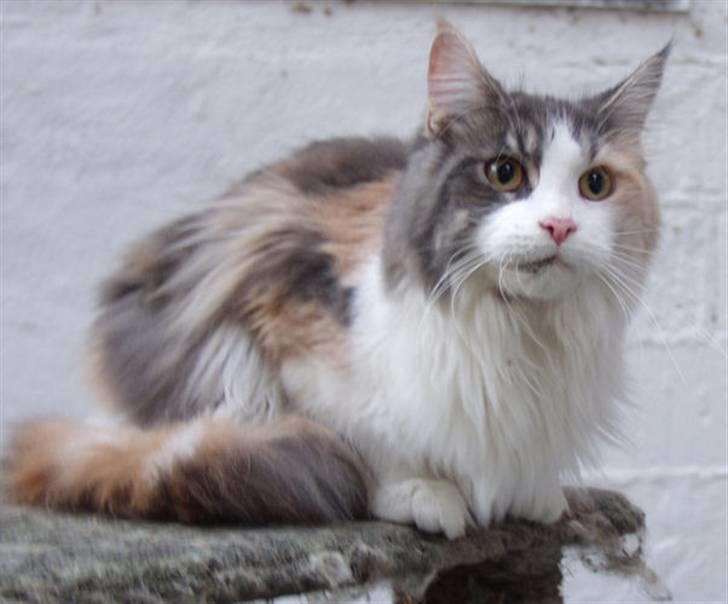 Maine Coon Dk OlliCoon Belle La Luce - Luca April 2009 billede 7