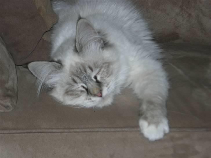 Hellig Birma cille - jeg tar lige en slapper billede 1