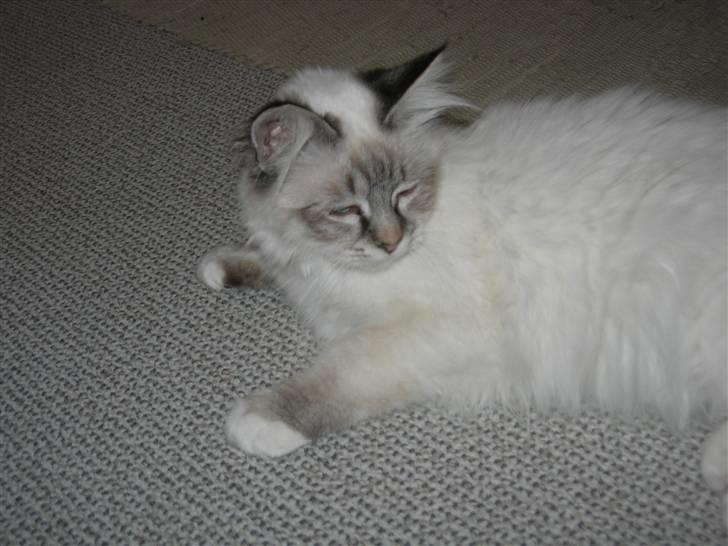 Hellig Birma cille billede 2