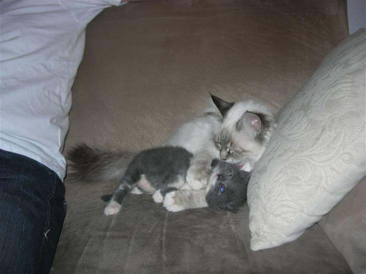 Hellig Birma cille - det er dejligt med en mindre killing at lege med billede 3