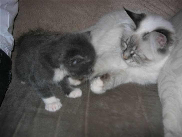 Hellig Birma cille billede 4