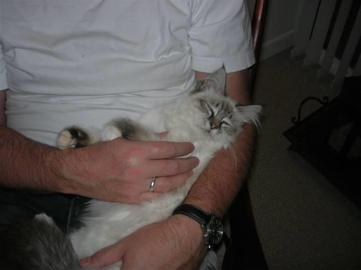 Hellig Birma cille - vi tar lige en slapper mere billede 5