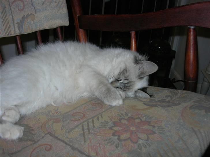 Hellig Birma cille - og igen..... billede 6