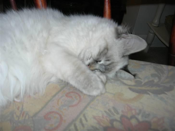 Hellig Birma cille - jeg sover da vist meget.. billede 7