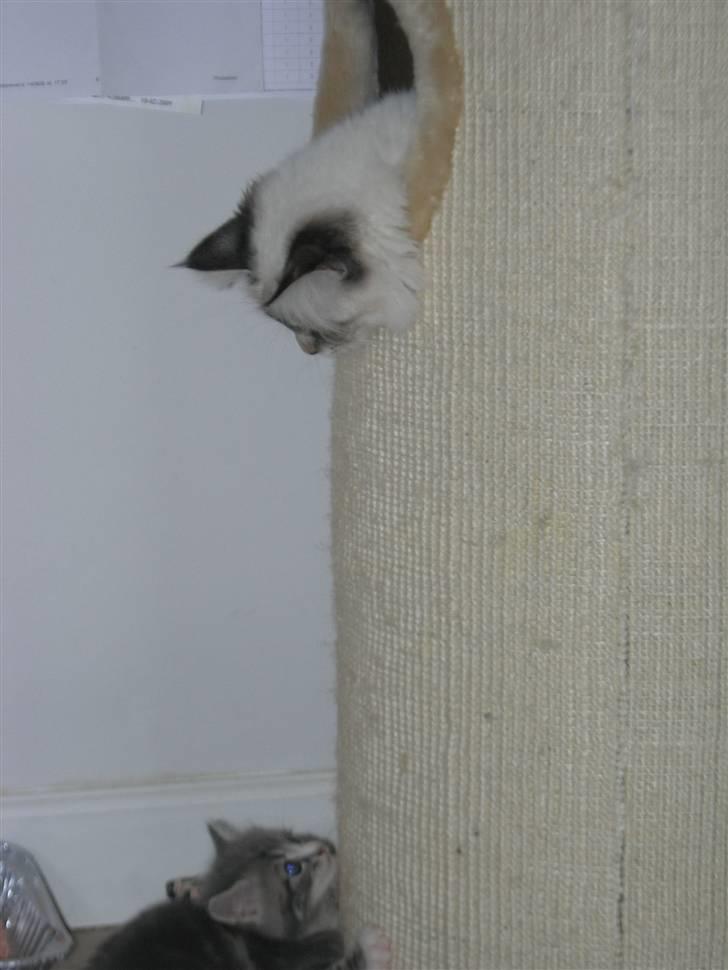 Hellig Birma cille - kom og ta´mig billede 8