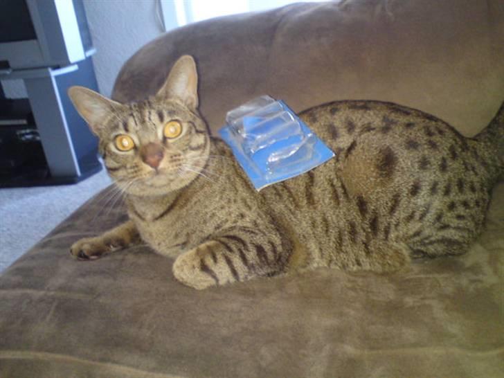 Ocicat Camena  - åhhh hvad sker der lig her :)  billede 2