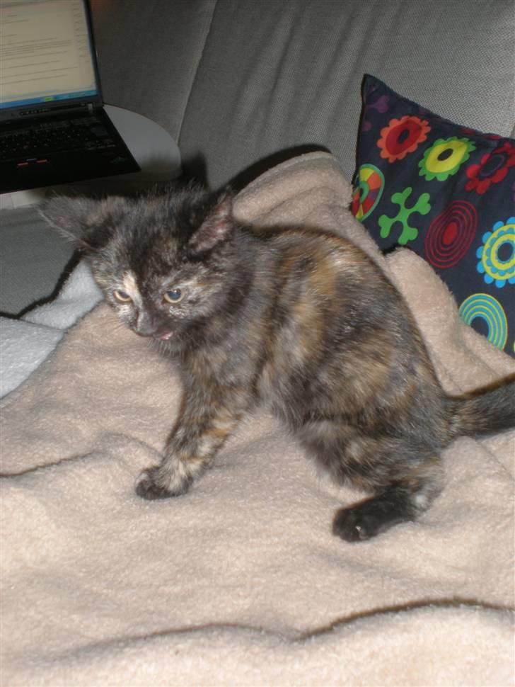 Huskat Prixie billede 1