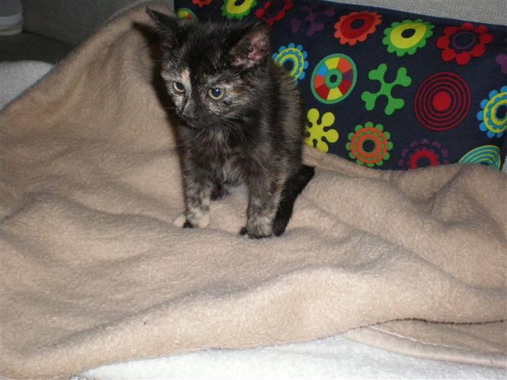 Huskat Prixie billede 2