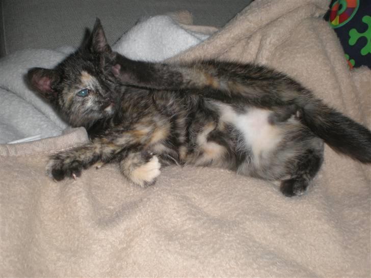 Huskat Prixie billede 3