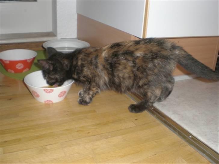 Huskat Prixie billede 4