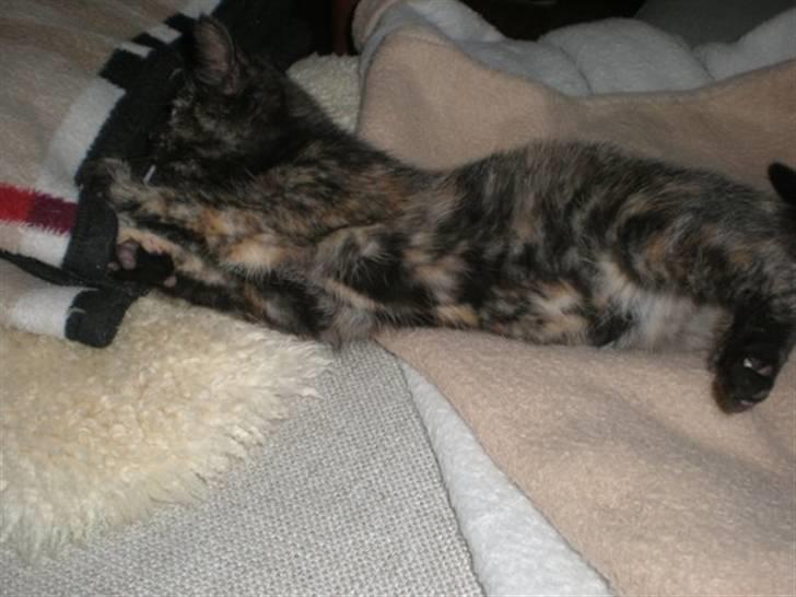 Huskat Prixie billede 5