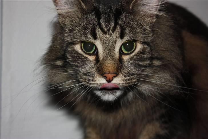 Blanding af racer Simba  Harboe - se min smukke tunge, er jeg ikke fræk. billede 12