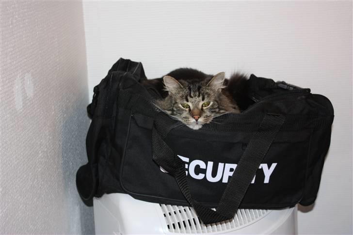 Blanding af racer Simba  Harboe - Ja jeg er så vagt mis her. billede 13