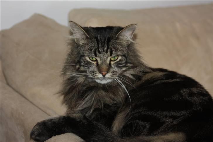 Blanding af racer Simba  Harboe - Ja jeg er en lækker fyr. billede 14