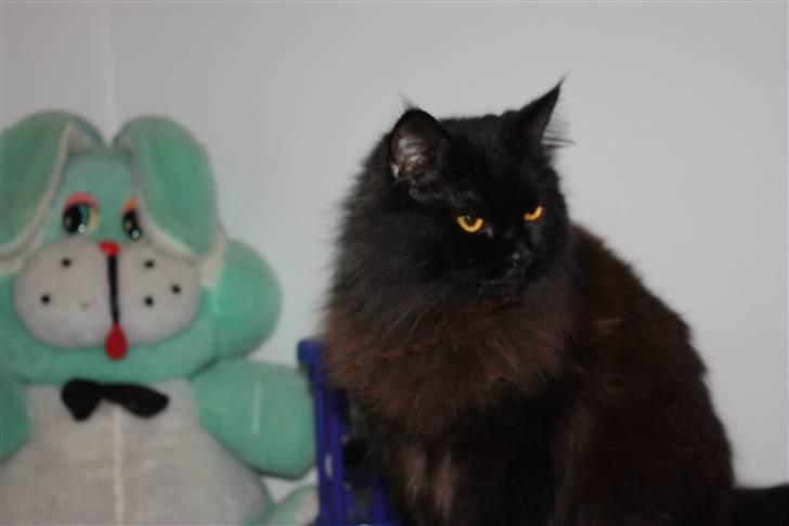 Blanding af racer Buster Nielsen - hmm billede 7