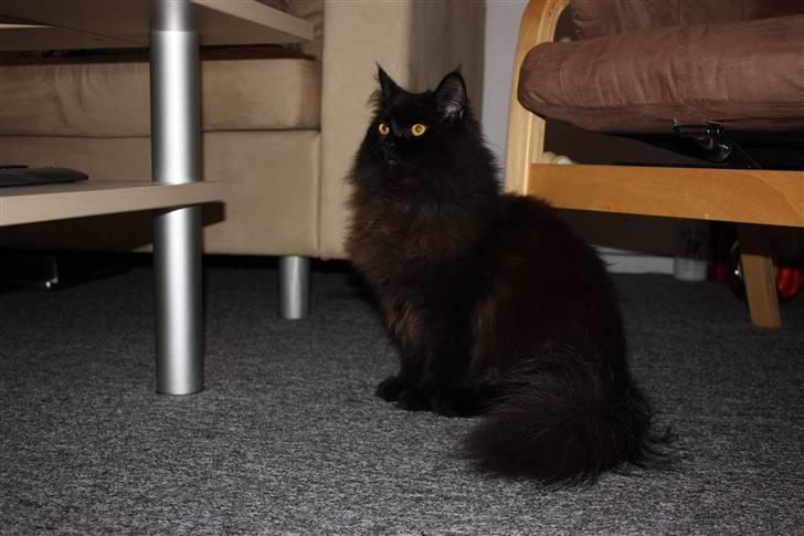 Blanding af racer Buster Nielsen - er jeg ikke fin billede 8