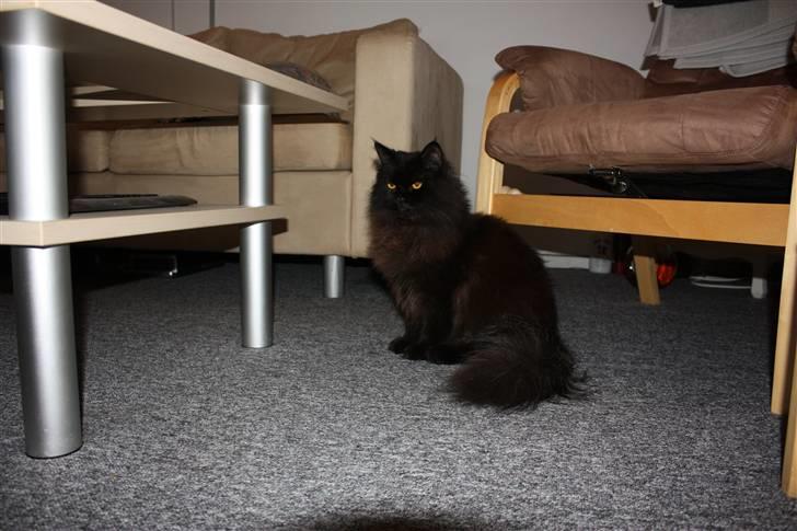 Blanding af racer Buster Nielsen - og lige et mere billede 9