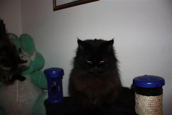 Blanding af racer Buster Nielsen - yo billede 10