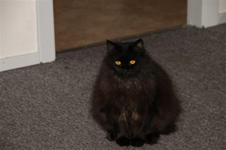 Blanding af racer Buster Nielsen - Ved godt jeg ser lidt tyk ud, men det er altså mest pels. billede 12