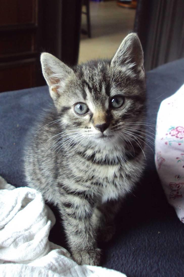 Huskat Yasmin billede 1