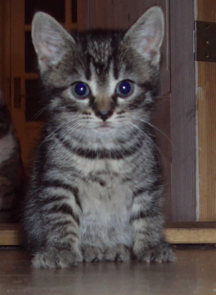 Huskat Yasmin billede 2