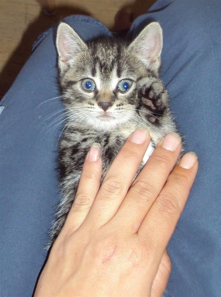 Huskat Yasmin billede 3