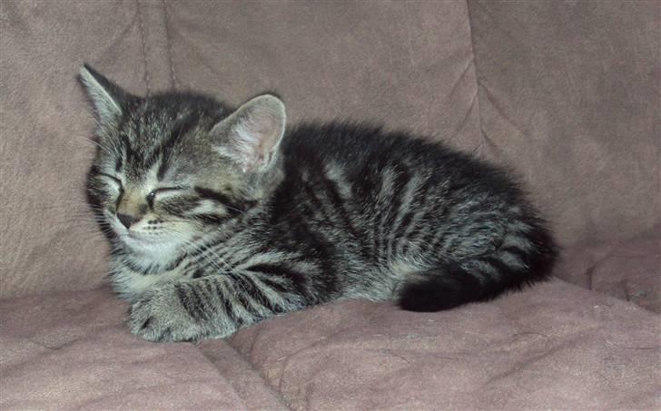 Huskat Yasmin billede 4