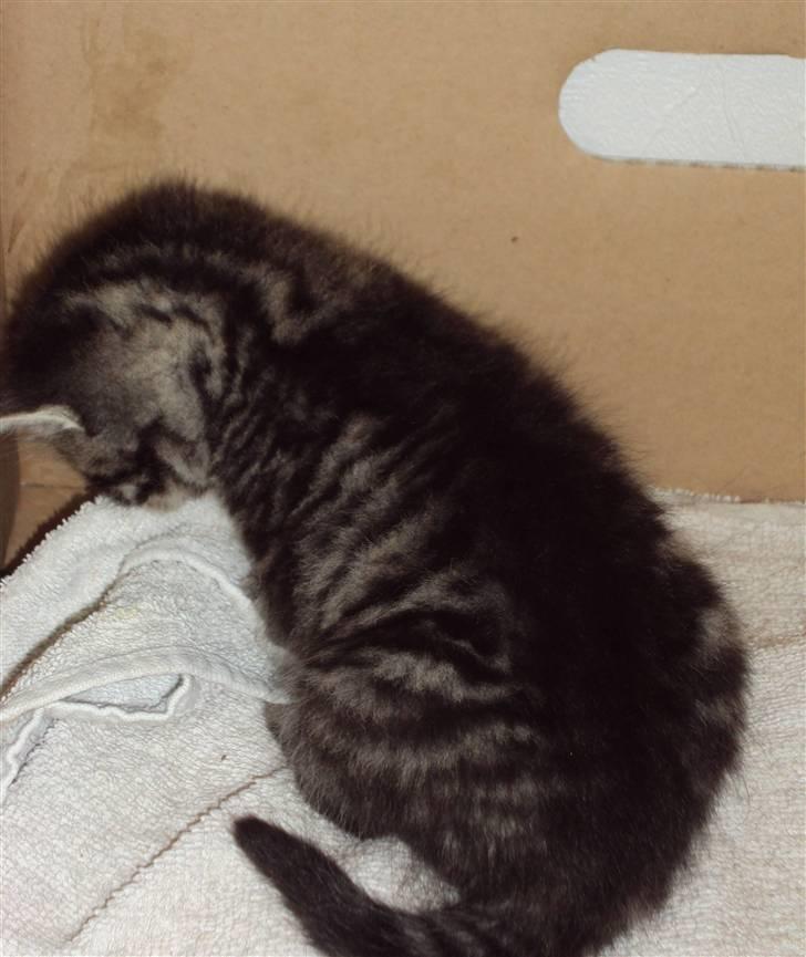 Huskat Yasmin billede 5