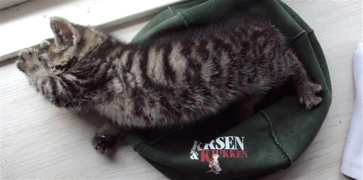 Huskat Yasmin billede 6