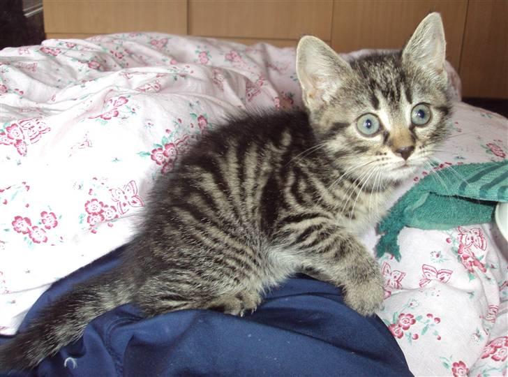 Huskat Yasmin billede 7