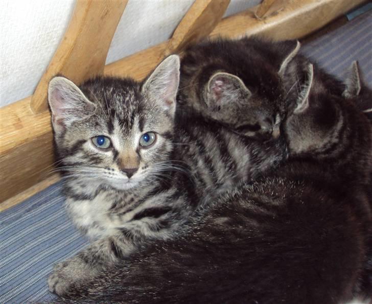 Huskat Yasmin billede 8