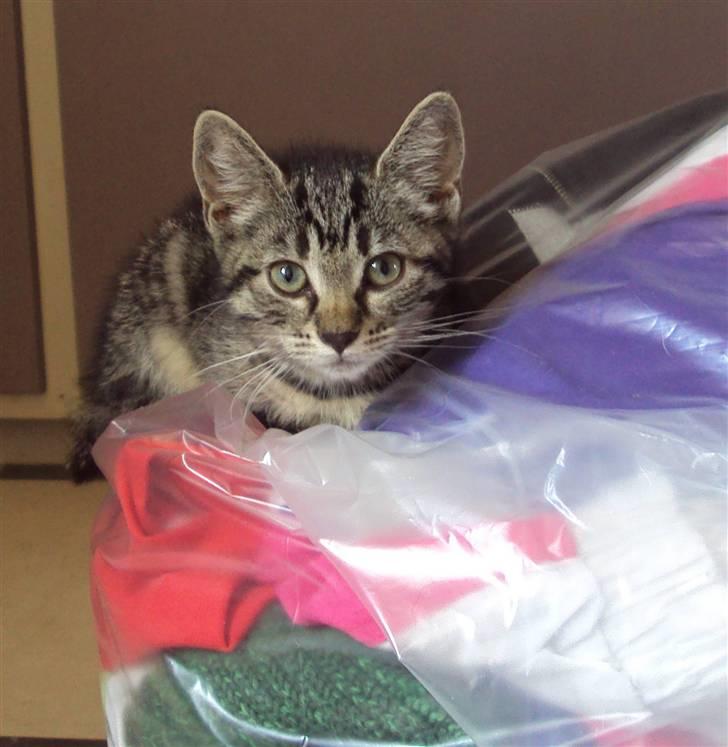 Huskat Yasmin billede 9