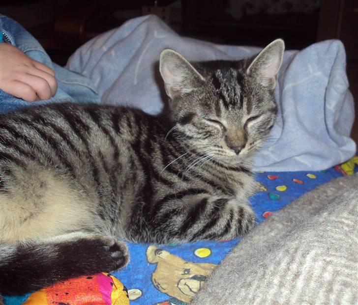 Huskat Yasmin billede 10