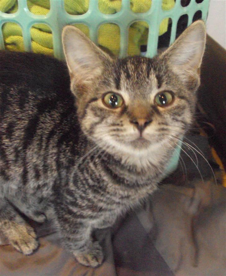 Huskat Bese billede 1