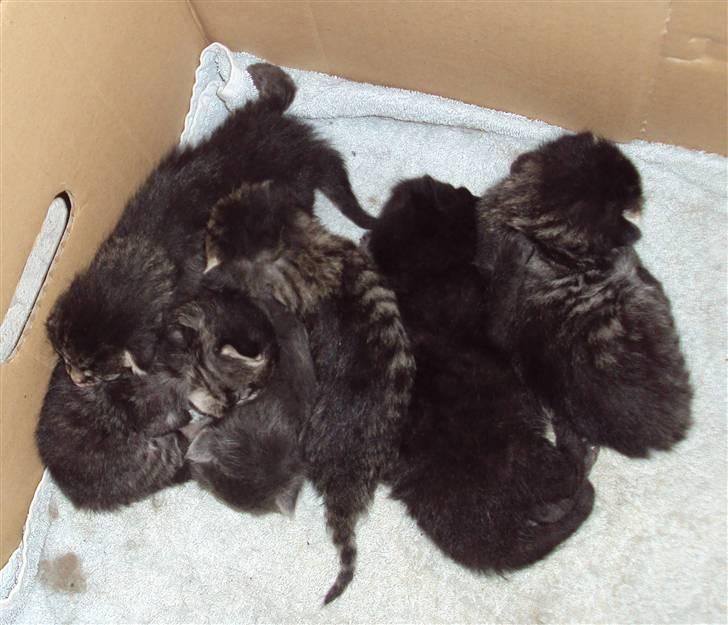 Huskat Bese billede 2