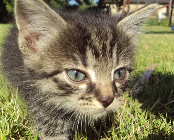 Huskat Bese billede 3