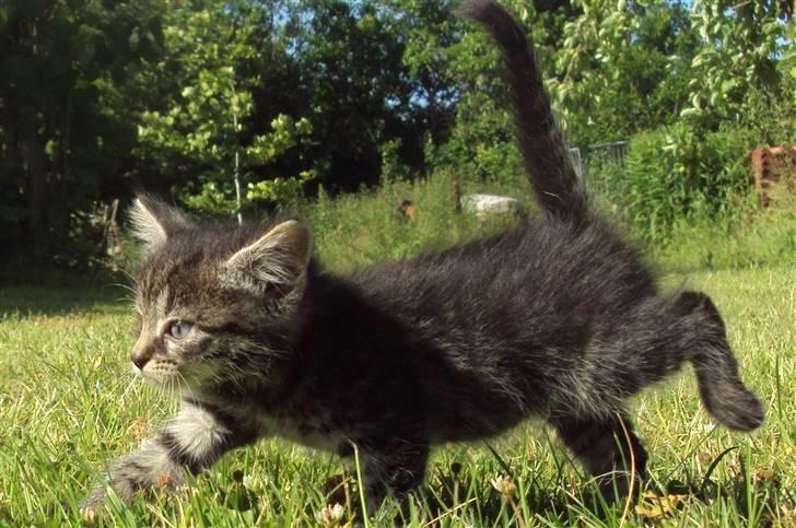 Huskat Bese billede 4